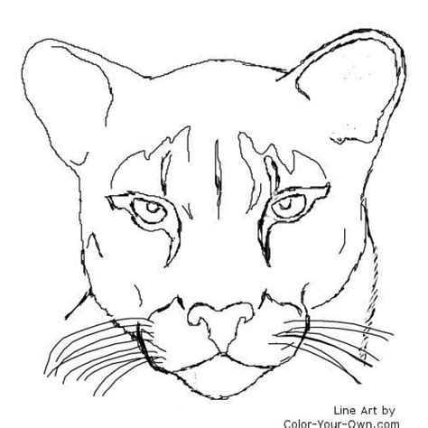 Florida Panther Drawing at GetDrawings | Free download