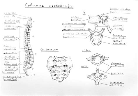 Anatomy Atlas Part 1 – Spine