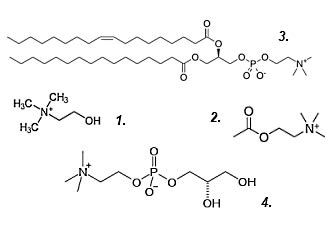 600 mg glycerylphosphorylcholine = more post-training growth hormone