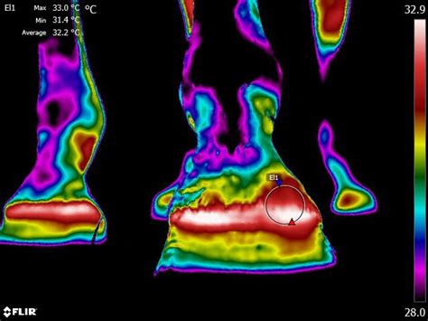 Horse Hoof Abscesses: Causes, Consequences, and Prevention