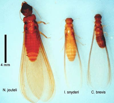 Winged Termites Identification