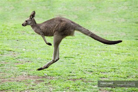 Kangaroo Hopping on field — wild, creature - Stock Photo | #164929756