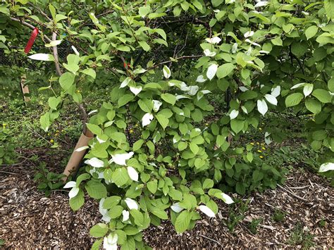 Growing kiwiberry in the home garden | UMN Extension