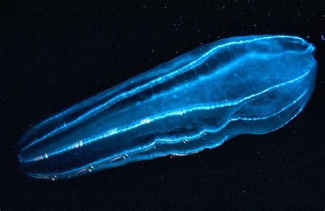 The Neon Glow of Bioluminescent Sea Creatures - Atlas Obscura Sea ...