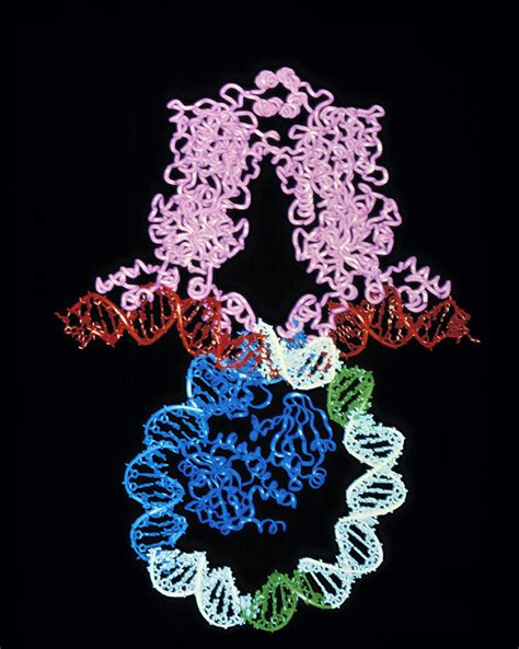 Molecular Graphic Of Lac Repressor Binding To Dna Photograph by Mitchell Lewis, University Of ...