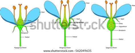 Flower Structure Variations Based On Position Ovary Hypogynous Perigynous Epigynous Flower Stock ...