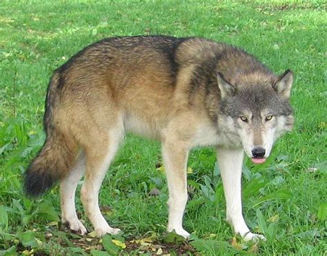 Great Plains wolf - Alchetron, The Free Social Encyclopedia