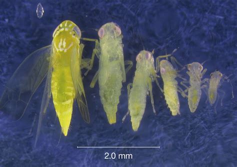 Leafhopper – Pest – The Plumeria