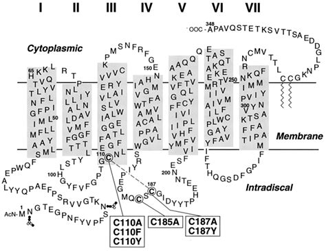 Structure and function in rhodopsin: Further elucidation of the role of the intradiscal ...