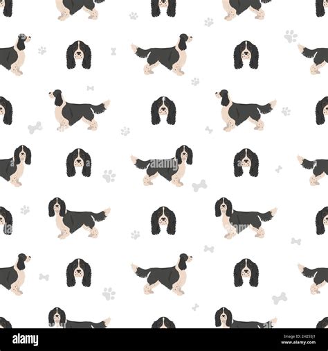 English springer spaniel seamless pattern. Different poses, coat colors ...