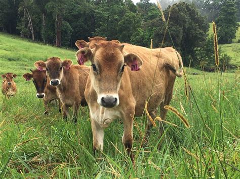 Mungalli Creek Biodynamic Dairy and Farmhouse Cafe | Cairns & Great ...