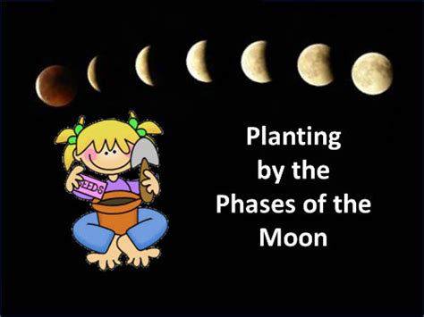 Does Planting by the Moon Work? - Garden Myths