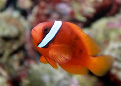 30 Different Types of Clownfish (With Pictures): Clownfish Species ...