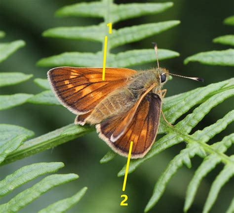 Skipper Butterfly Identification - WingSearch2020