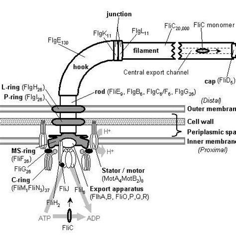 Composite electron micrograph of the flagellum basal body and hook,... | Download Scientific Diagram