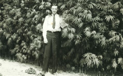 History Of Marijuana - About History