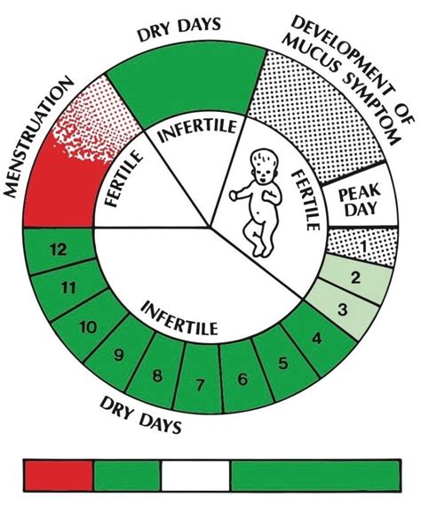 Avoiding Pregnancy – The Creighton Model Education Foundation, INC.