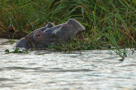 Mozambique: Vibes of a Caribbean Island complimented by African Wildlife!