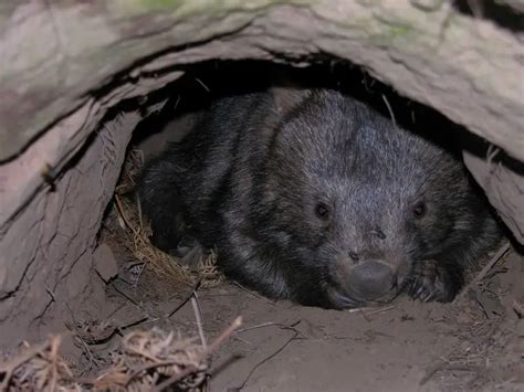 Common Wombat - Facts, Diet, Habitat & Pictures on Animalia.bio