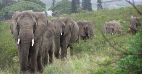 Elephant herds travel 12 hours to pay their respects to the human who ...