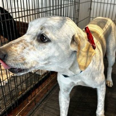 Dog for adoption - FRED, Pyrenean Shepherd mix, a Pyrenean Shepherd Mix in Shawnee, OK | Petfinder