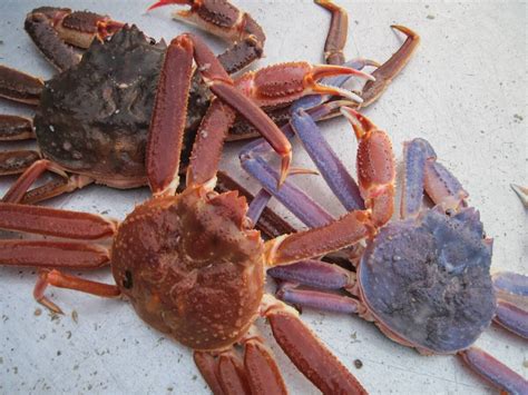 Bering Sea Crabs: Types and Fishing