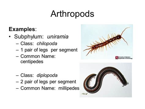 Chilopoda Examples