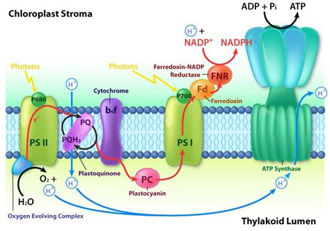 5.3: Energy - Photophosphorylation - Biology LibreTexts