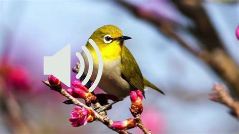 Birds Singing Sound Effects - YouTube