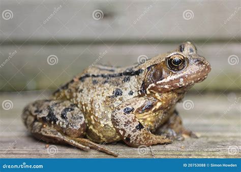 Common Frog stock photo. Image of frog, soil, detail - 20753088