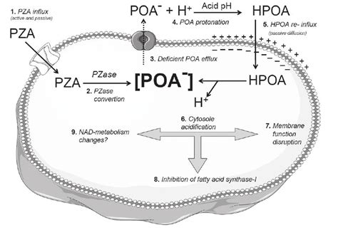 Pyrazinamide mode of action (www.google.com) | Download Scientific Diagram