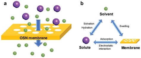 Membranes | Free Full-Text | Hollow Fiber Membrane for Organic Solvent Nanofiltration: A Mini Review