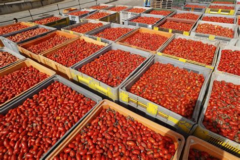 Photos: Spain’s La Tomatina festival returns after pandemic pause ...