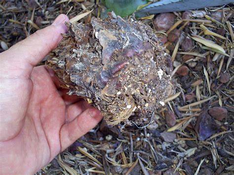 Brad's Tropical Paradise: Rooting sago palm pups