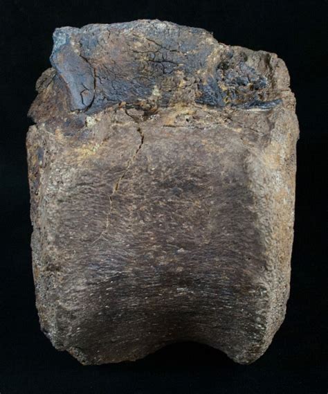 Large, Heavy Edmontosaurus Caudal Vertebrae (#8368) For Sale - FossilEra.com