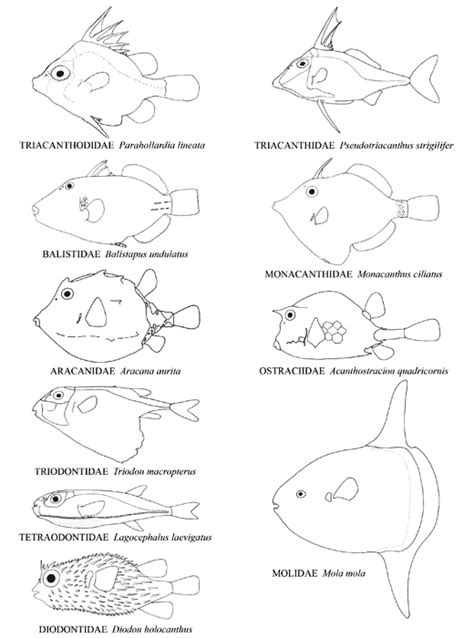 Tetraodontiformes - Alchetron, The Free Social Encyclopedia