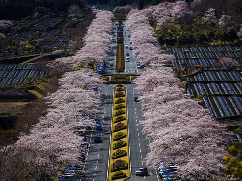 Cherry blossoms in Fuji Cemetery | @Oyama Shizuoka Japan | Flickr