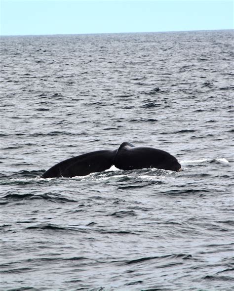 New England Aquarium Whale Watch | Outside the Cage