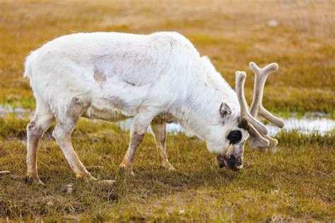 Close-up of Reindeer Eating at Svalbard Stock Image - Image of caribou ...