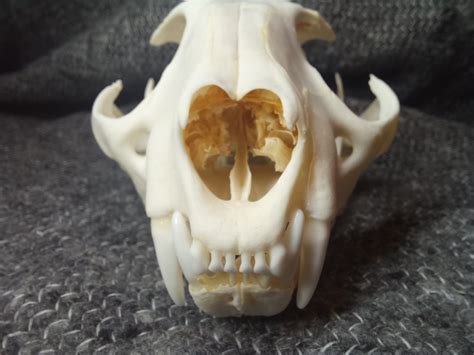 Caracal skull Large – SkullsandSkinsForSale