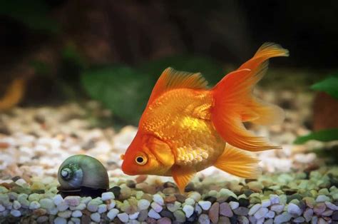 How to Clean Fish Tank Gravel (With & Without a Vacuum) - Fish Tank Master