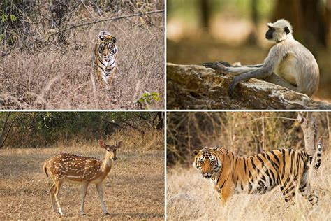 Ranthambore National Park Safari, India