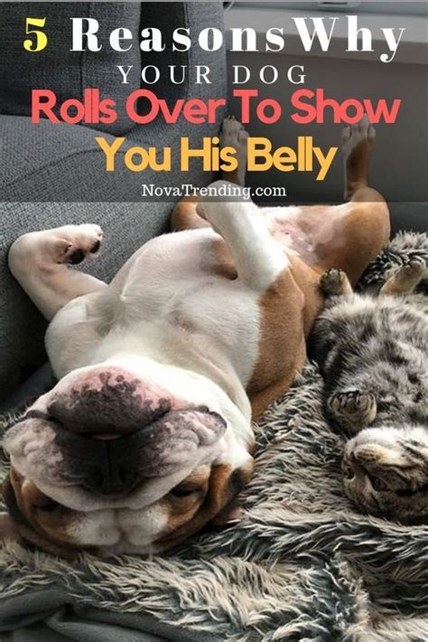 5 reasons why your dog rolls over to show you hi belly in 2024 | Dogs ...