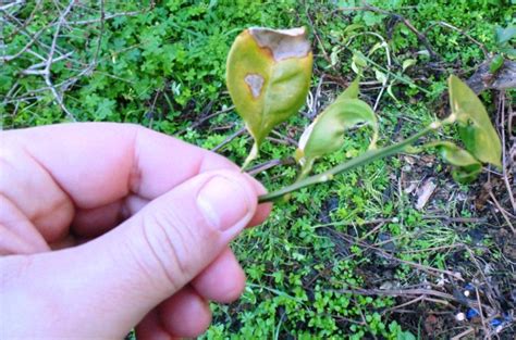 Orange Tree Diseases and Pests - Wikifarmer