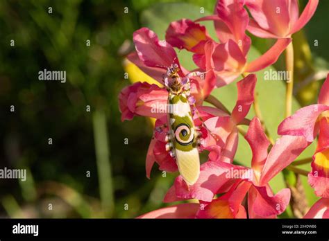 A spiny flower mantis (Pseudocreobotra ocellata) displaying its ...