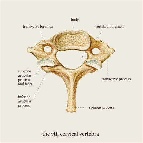 Cervical Anatomy Diagram Cervix