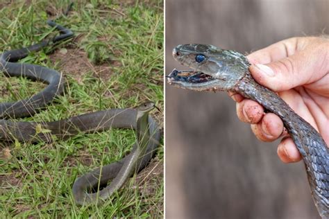 'Fearless' Dog Saves Owner From Extremely Venomous Black Mamba Snake