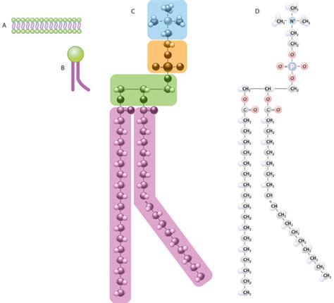 The lipid bilayer and the structure and composition of a ...