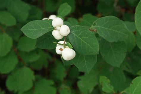 Symphoricarpos albus