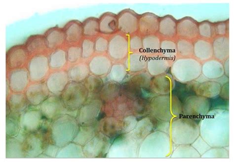 Functions of Collenchyma Cells in Plants? | easybiologyclass